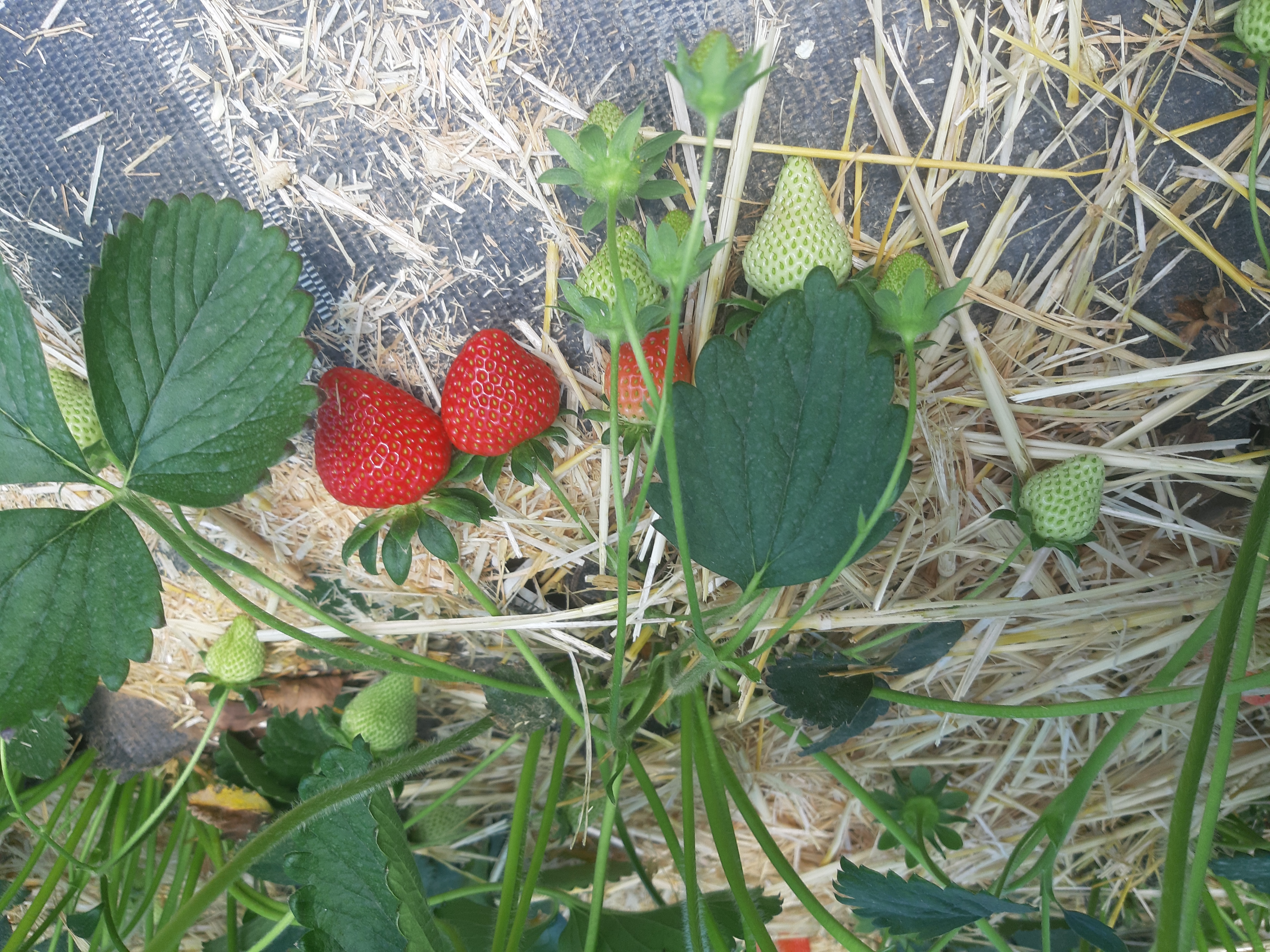 Erdbeeren im Folienhaus
